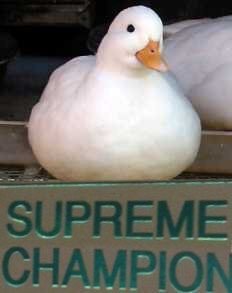 supreme champion